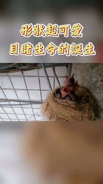 鳥兒築巢風水